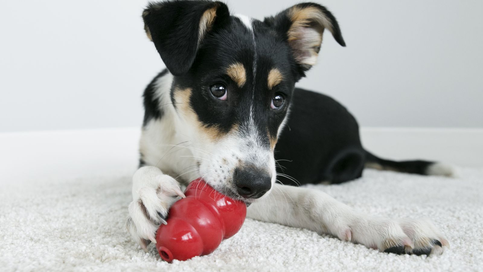 Canine Enrichment: Indoor Puzzle Toys!