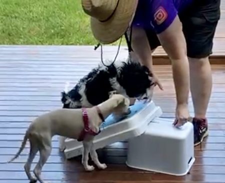 Welcome Home Puppy Bible